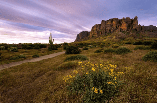 DNA Testing Flower Mound